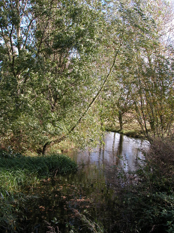 attenbnature020.jpg