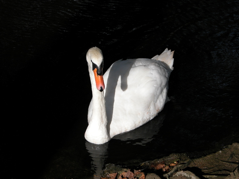 attenbnature027.jpg