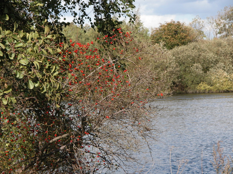 attenbnature046.jpg