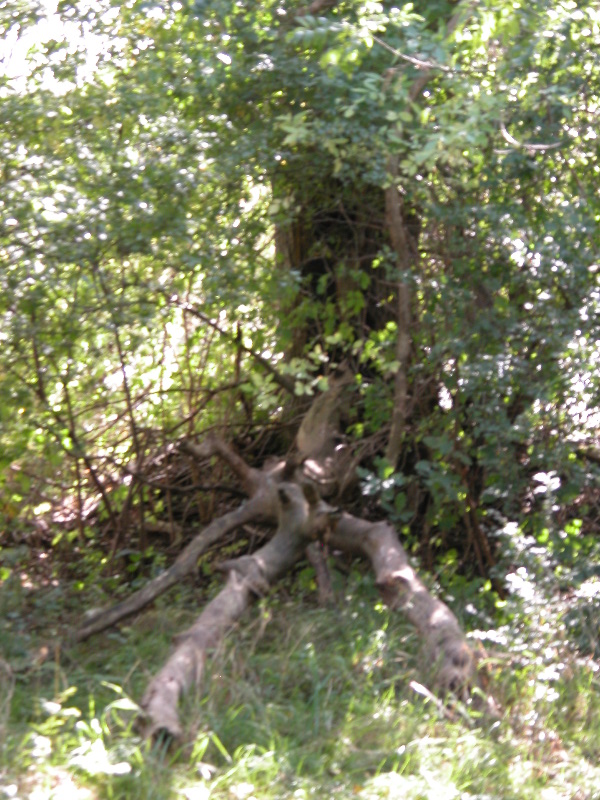 attenbnature048.jpg