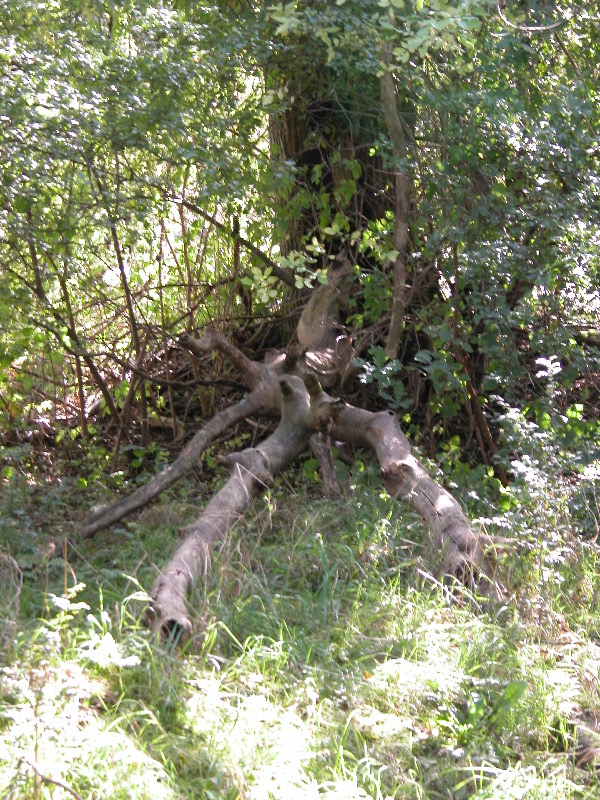 attenbnature049.jpg