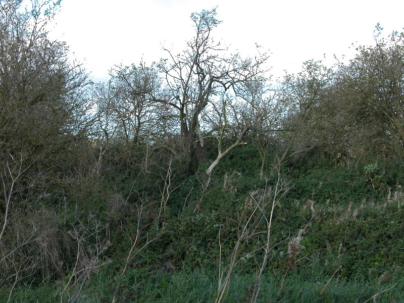 attenbnature088.jpg