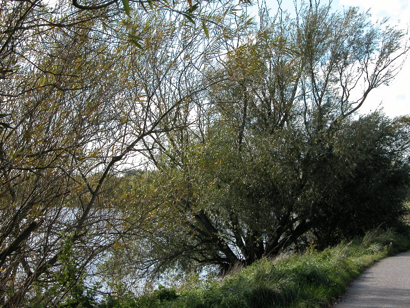 attenbnature093.jpg