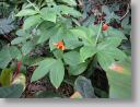 botgardens19.jpg