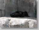 dfwzoo_005.jpg