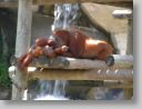 dfwzoo_032.jpg