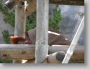 dfwzoo_036.jpg