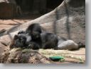 dfwzoo_043.jpg