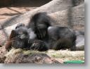 dfwzoo_045.jpg