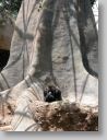 dfwzoo_059.jpg