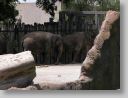 dfwzoo_070.jpg