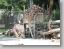 dfwzoo_080.jpg