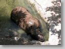 dfwzoo_087.jpg