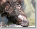 dfwzoo_088.jpg