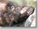 dfwzoo_089.jpg