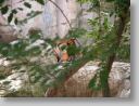 dfwzoo_105.jpg