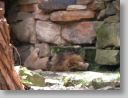 dfwzoo_111.jpg