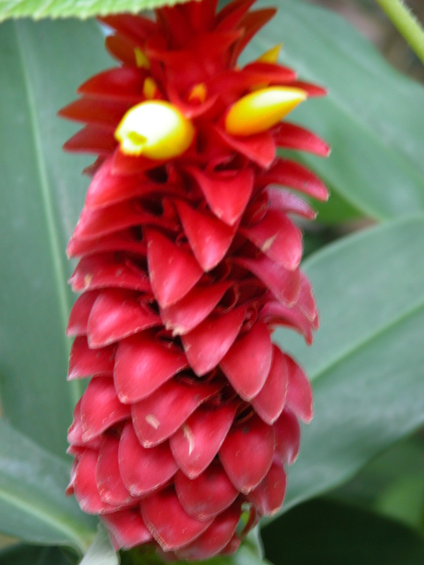 botgardens11.jpg
