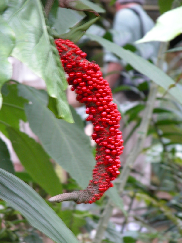 botgardens17.jpg