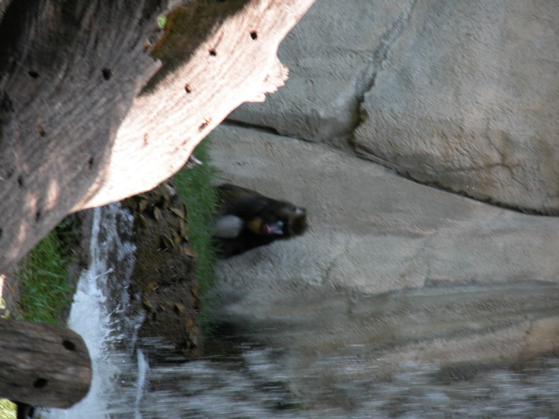 dfwzoo_024.jpg