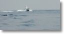 boats_other_0053.jpg