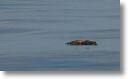 dead_turtle_0001.jpg