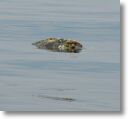 dead_turtle_0002.jpg