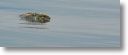 dead_turtle_0003.jpg
