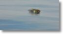 dead_turtle_0004.jpg