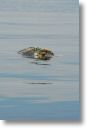dead_turtle_0005.jpg