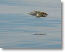 dead_turtle_0006.jpg