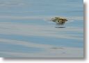 dead_turtle_0007.jpg