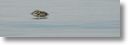 dead_turtle_0008.jpg