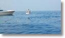 dolphin_pilots_0001.jpg