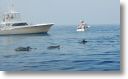 dolphin_pilots_0002.jpg