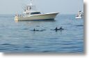dolphin_pilots_0003.jpg