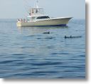 dolphin_pilots_0004.jpg
