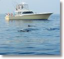 dolphin_pilots_0005.jpg