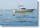 dolphin_pilots_0006.jpg