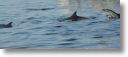 dolphin_pilots_0007.jpg