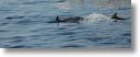dolphin_pilots_0008.jpg