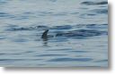 dolphin_pilots_0009.jpg