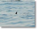 dolphin_pilots_0010.jpg