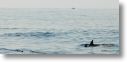 dolphin_pilots_0011.jpg