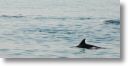 dolphin_pilots_0012.jpg