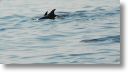 dolphin_pilots_0013.jpg