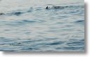 dolphin_pilots_0014.jpg