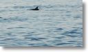 dolphin_pilots_0015.jpg