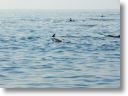 dolphin_pilots_0016.jpg