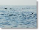 dolphin_pilots_0017.jpg